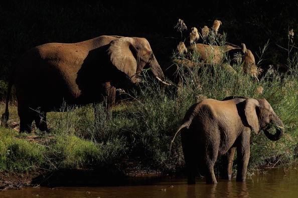 Elephants drink from the Luvuvhu river at the Pafuri game reserve on July 23, 2010 in Kruger National Park, South Africa. 