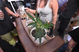 A marijuana plant is seen at the first annual DOPE Cup, a cannabis competition in Portland, Oregon, on October 4, 2015.