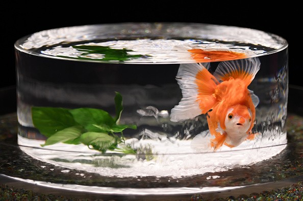 A goldfish swims in a fishbowl during a press preview of the 2016 EDO Nihonbashi Art Aquarium exhibition in Tokyo on July 7, 2016. The 10th anniversary of the festival will start on July 8 and will continue until September 25, displaying some 8,000 goldfi