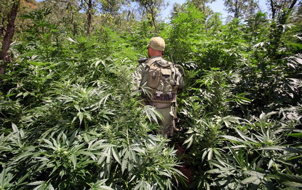 A Fresno County Sheriff's Department investigator walks through a forest of marijuana plants growing on public lands west of Shaver Lake, California, on Monday, July 20, 2009. 